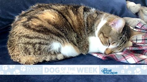 Paws Pet of the Week